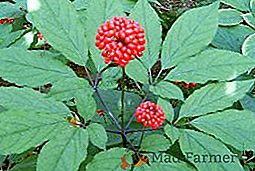 Como crescer o ginseng sozinho?