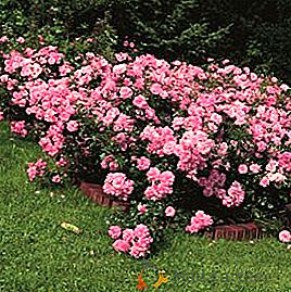 Comment faire pousser une rose couvre-sol: planter, fertiliser, élaguer et reproduire