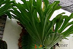 Cómo cultivar un platitserium: plantar y cuidar astas de venado