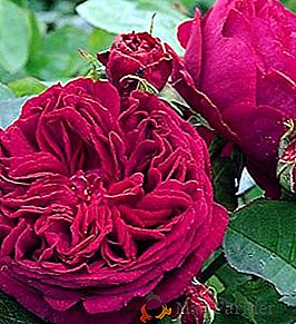 Как да отглеждате рози "Falstaff" на вашия сайт