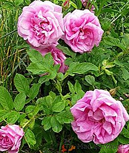 Comment faire pousser des roses Rugosa: le meilleur conseil