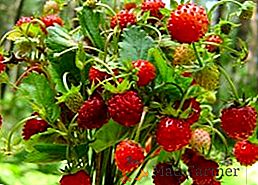 Как да отглеждаме разсад от градински ягоди от семена