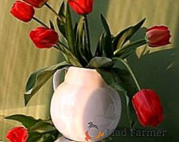 Como conservar tulipas em um vaso: maneiras de continuar a vida de flores cortadas