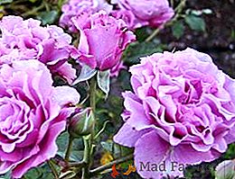 Cómo plantar y cultivar rosas Floribunda