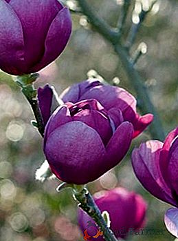 Cómo plantar y cultivar una magnolia Sulange en su sitio