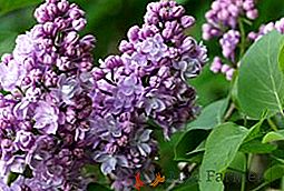 Comment planter et cultiver un lilas persan dans le jardin