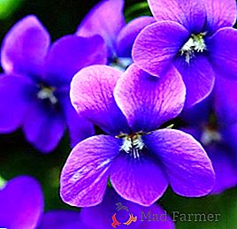 Cómo propagar una hoja de violeta en el hogar