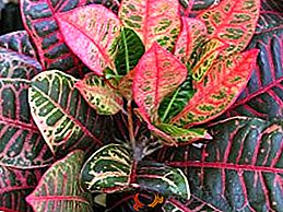 Cum să îngrijiți în mod adecvat pentru Croton: cultivarea unei plante ornamentale în casă