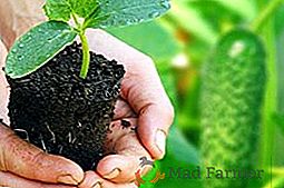 Jak prawidłowo sadzić ogórki w sadzonkach: rosnące w domu