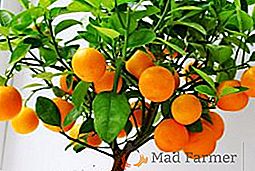 Jak správně zasadit mandarin a starat se o něj doma