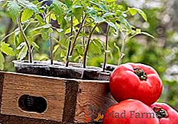 Як посіяти і виростити розсаду томатів в домашніх умовах
