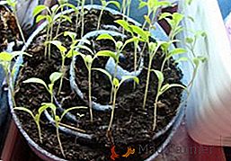 Comment semer des tomates sur des semis dans un escargot?