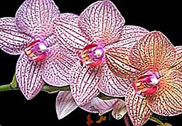 Come annaffiare un'orchidea a casa