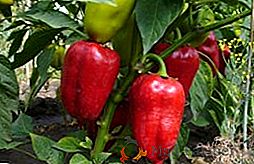 Jak, kdy a jak krmít papriky ve skleníku?