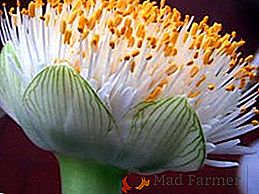 Quarto flor hemanthus (língua de veado) crescendo, reprodução, doença