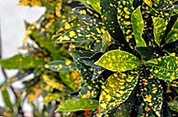 Roślina wewnętrzna aucuba (japońska, himalajska): sadzenie i pielęgnacja