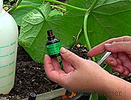 Yodo para pepinos: uso en invernaderos y campo abierto