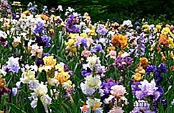 Iris flori nu infloresc: cauzele problemei și modalități de a elimina aceasta