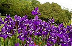 Iris Siberian: description des variétés nouvelles et populaires