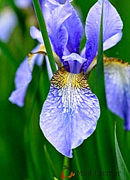 Iris sibirski: tajne uspješnog uzgoja