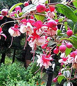 ¿Es posible cultivar fucsia en el jardín?