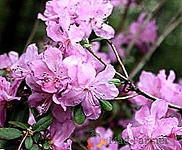 Est-il possible de faire pousser un rhododendron en Sibérie?
