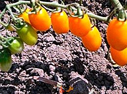 ¿Es posible cultivar tomates sin regar?