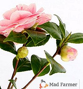 Camellia japoneză și alte specii și soiuri: descriere și fotografie