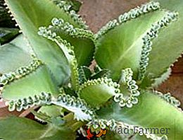 Kalanchoe pennée: comment prendre soin d'une plante d'intérieur
