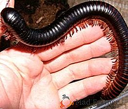 Kivsyaki: O luptă eficientă cu o centipedă