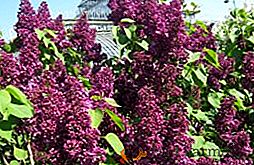 Lilac Red Moscow: una descrizione della varietà, caratteristiche di impianto e cura