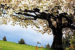Liste des arbres d'ornement populaires pour un jardin avec une description et une photo