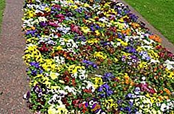 Flori cu creștere redusă pentru fotografia și denumirea patului de flori