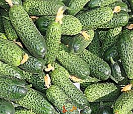 Lukhovitsky cucumber: jak rosnąć i jakie są zalety