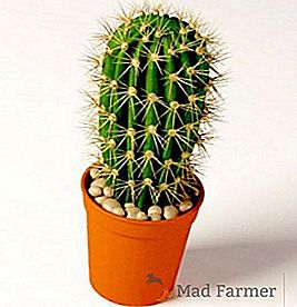 Propiedades mágicas de cactus