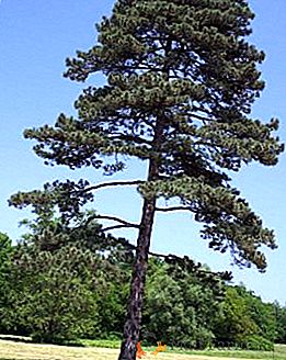 Principales tipos y tipos de árboles de pino