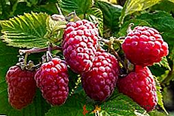 Raspberry "Monomakh's Hat": características, cultivo, cuidado, poda