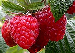 Raspberry Taganka: charakteristika, úspešné pestovanie tajomstvo