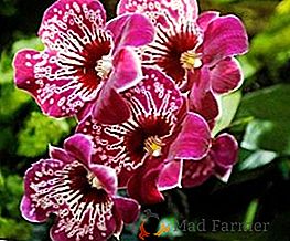 Miltonia Orchid: Plantation, soins, reproduction, transplantation