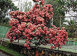 Моуссенда - леп и изворан цвет