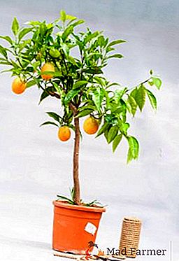 Oranžový domácí strom: rostoucí v hrnci