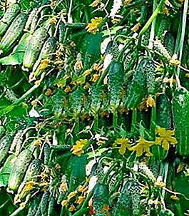 Sur-récolte et maturation précoce: les concombres de la variété des guirlandes sibériennes