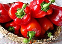 Pepper "Solista": descripción y descripción de la variedad