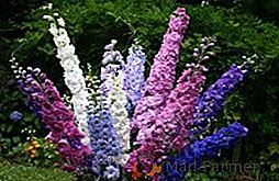 Delphiniums vivaces