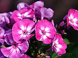 Phlox subulate: rostlina a péče o jarní květiny