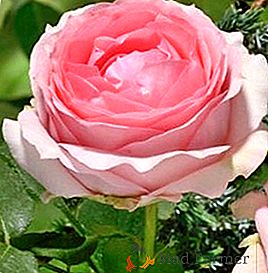 Zdjęcia i nazwy odmian róż z Lady Roses