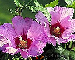 Plantation et soin de l'hibiscus syrien