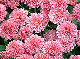 Types populaires et variétés de chrysanthèmes