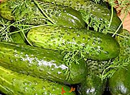 Recept na krehké ľahké solené uhorky doma (v plechovkách)