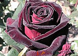 Rose Black Magic: description et caractéristiques de la culture